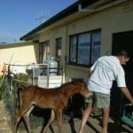 Rusty was hand reared at the Alpine Country Motel, Cooma