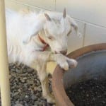 The Alpine Country Motel, Cooma, has Bella the Goat's stamp of approval.
